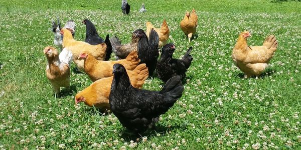 A diverse flock of chickens foraging in a green field with white flowers.