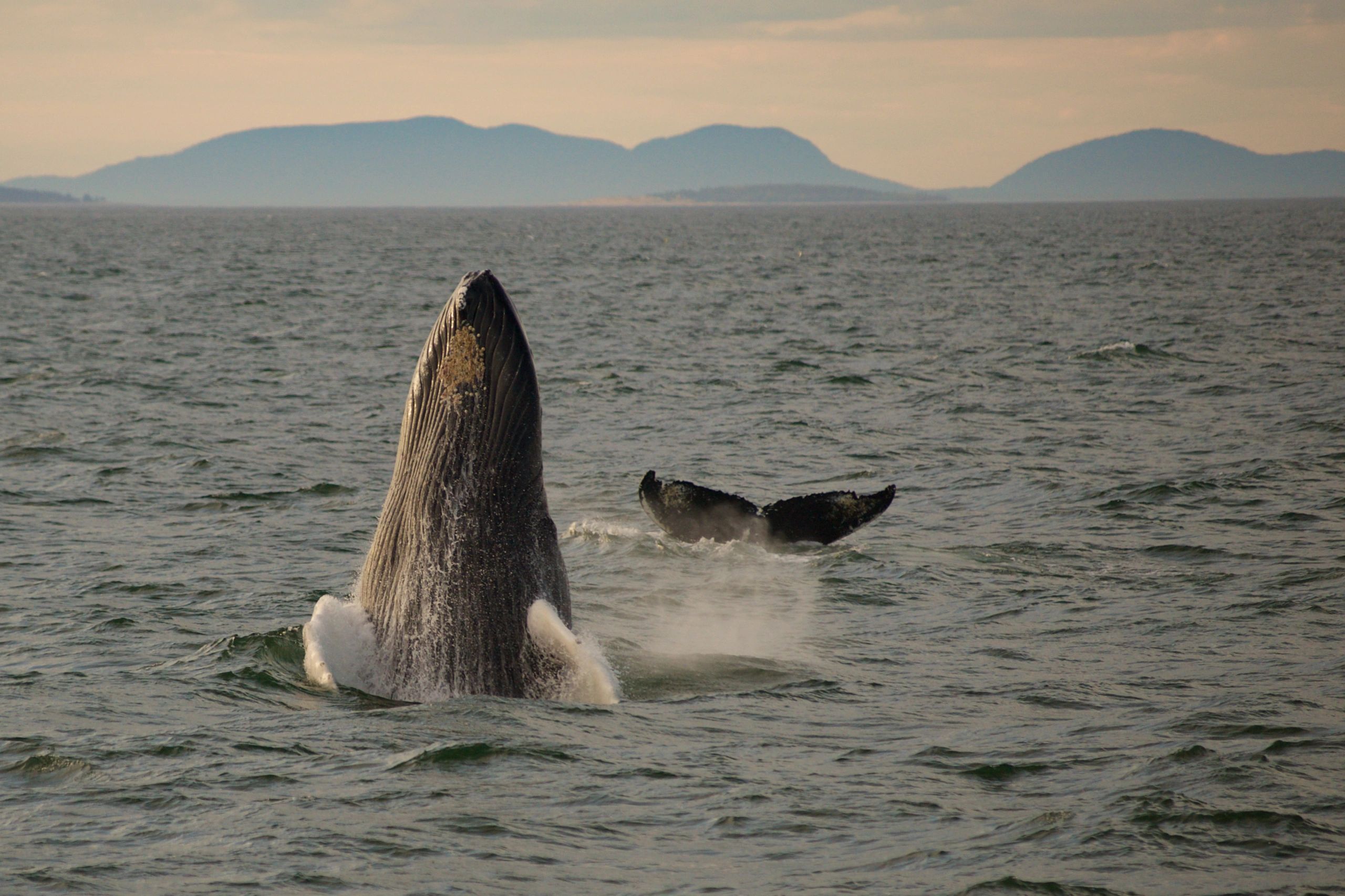 Two humpback whales off the coast of Mount Desert Island, Maine.