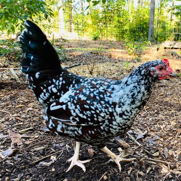 Hen
Speckled Sussex