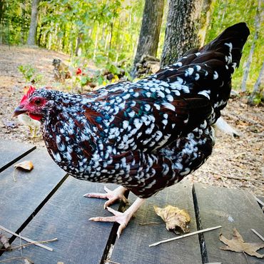 Hen
Speckled Sussex