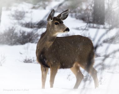 This doe was part of a small herd of deer foraging in the snow at Bryce Canyon National Park.