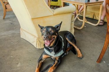 A happy black and tan dog lying on the floor indoors.