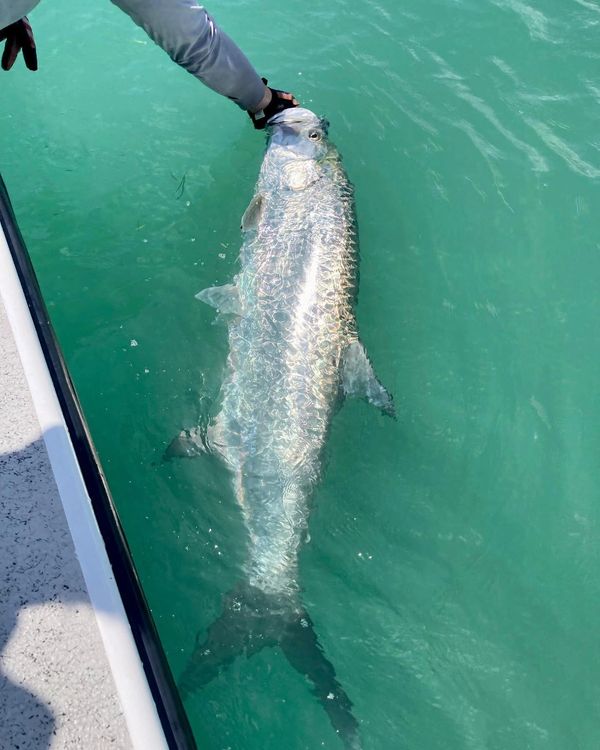 Person holding a large fish near water.