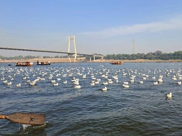 A river filled with white birds and boats near a large bridge under a clear sky.