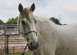 Chester was violent misunderstood. He is now the best horse. EAL is his calling.