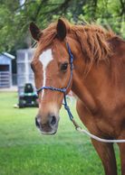 Kota is a horse at Osborne Stables Equine Rescue. Inc. He is now an EAL Horse.