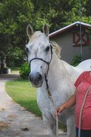 Traveler is a horse at Osborne Stables Equine Rescue, Inc. He is an EAL Horse.