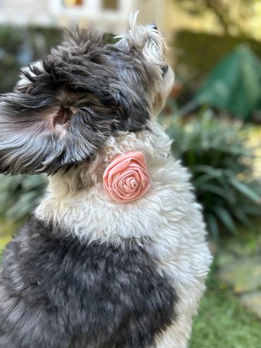 Fluffy dog with a pink flower accessory on its neck sitting outdoors.