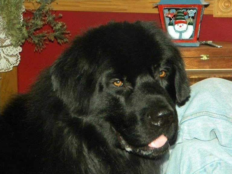 My beautiful Sherman