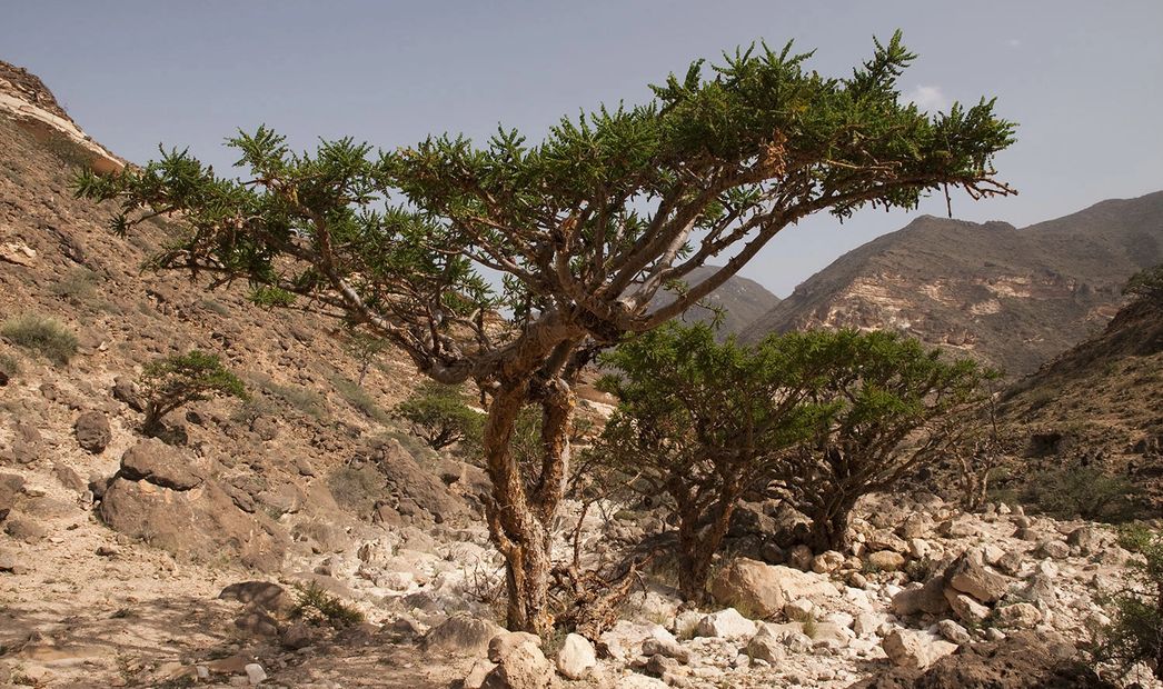 Frankincense tree. Boswellia Tree. Frankincense Photo of a frankincense tree. Boswellia sacra tree