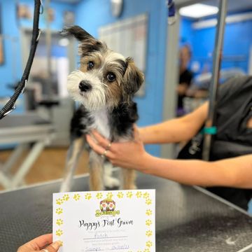 Puppy's first professional groom