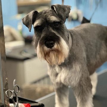 Post groomed dog looking very smart