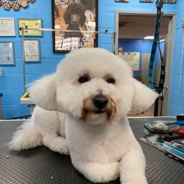 Post groomed dog