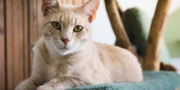A light beige cat with green eyes resting on a blue surface.