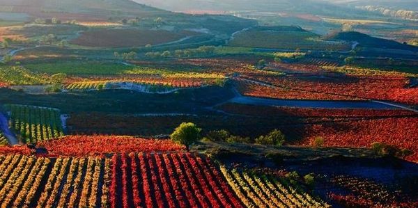 Campos con viñedos de hojas rojas y verdes.