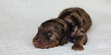 Male brown Merle medium goldendoodle for sale. Hand-raised by ethical licensed breeder in Canton, GA
