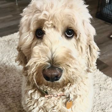Tan genetically tested standard Goldendoodle dam from Libby Lou’s Golodendoodles in Canton, GA.