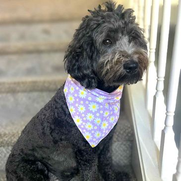 Black genetically tested mini Goldendoodle dam from Libby Lou’s Golodendoodles in Canton, GA.