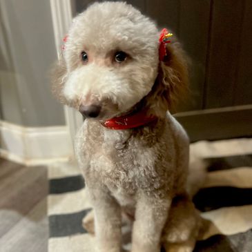 Cafe Au Lait genetically tested mini Goldendoodle dam-Libby Lou’s Golodendoodles in Canton, GA.
