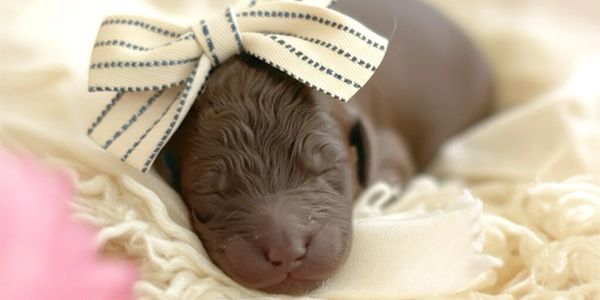 Female Chocolate goldendoodle puppy hand raised by ethical, licensed breeder in Canton, GA.