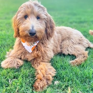 Intense Red genetically tested Goldendoodle dam from Libby Lou’s Golodendoodles in Canton, GA.