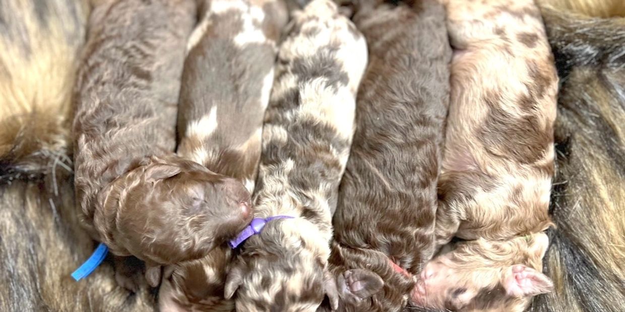 Newborn goldendoodle puppy litter from licensed goldendoodle breeder in Canton, Georgia.