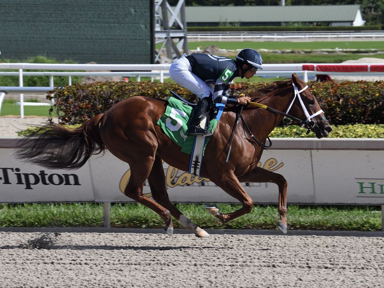 Jockey riding a racehorse during a horse race on a sunny day.