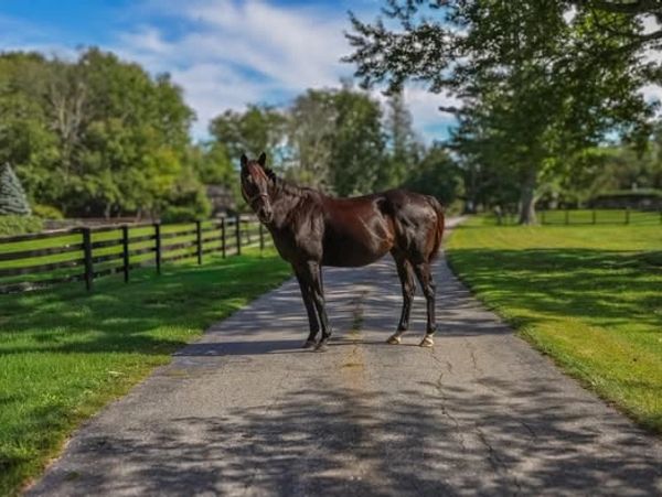 A horse standing on a country road.