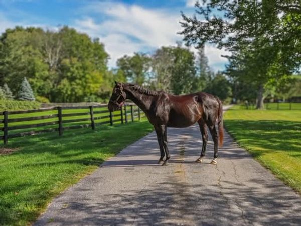 Horse standing on a paved road in a green park.