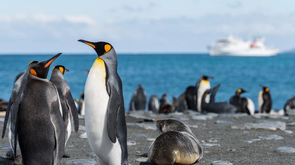 Penguins with cruise ship in background