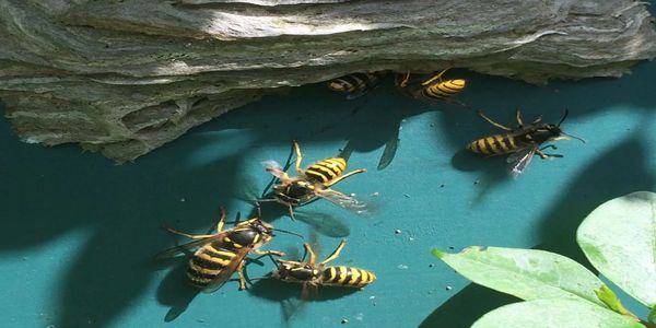 Wasp Nest Removal Kirkcaldy