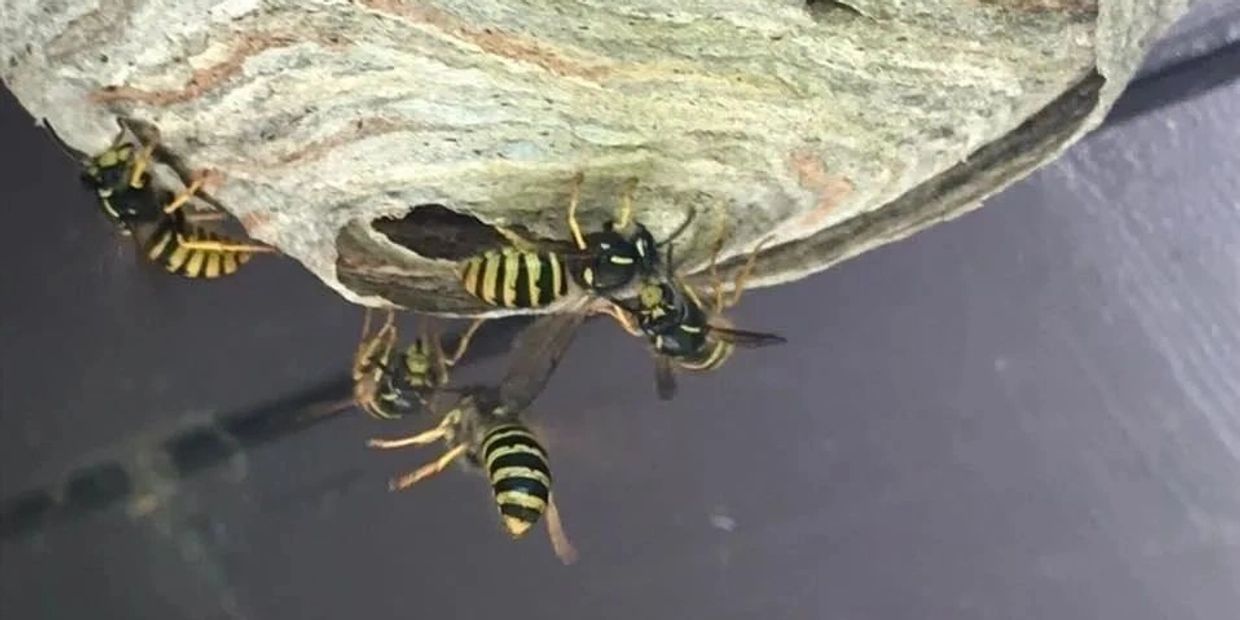 Wasp Nest Removal Fife