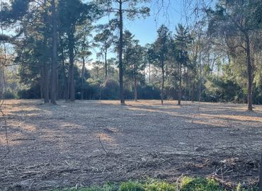 Cleared forest area with tall trees and sunlight casting shadows.