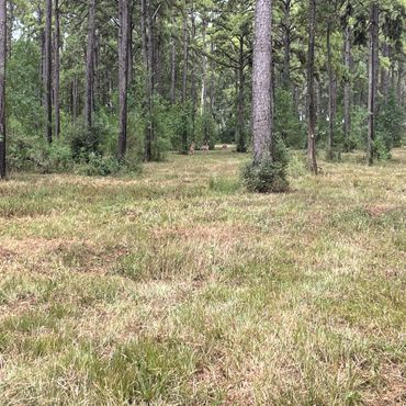 Deer grazing in a forest clearing surrounded by tall pine trees.