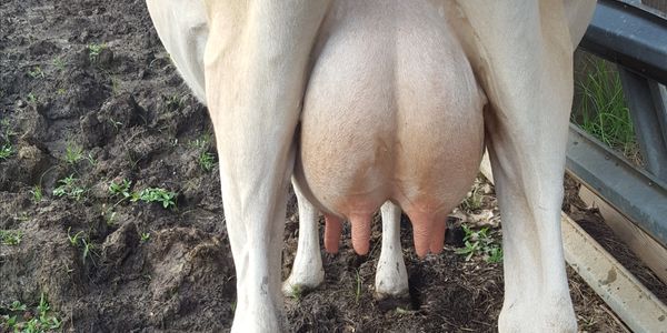 Mini Jersey Cow Udder