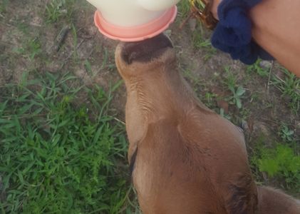 Bottle feeding calves