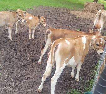 Miniature Jersey cow herd
