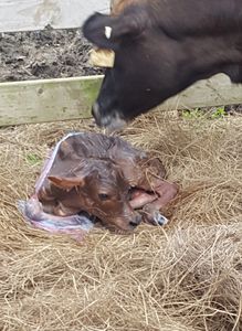New born Miniature Jersey Calf
