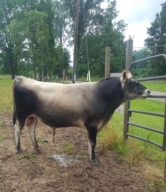 A2/A2 Miniature Jersey Bull