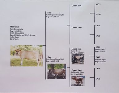 mid-mini Jersey Cow pedigree