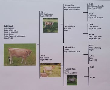 Mid-Mini Jersey Cow pedigree