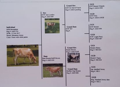 Midsize Jersey Cow pedigree
