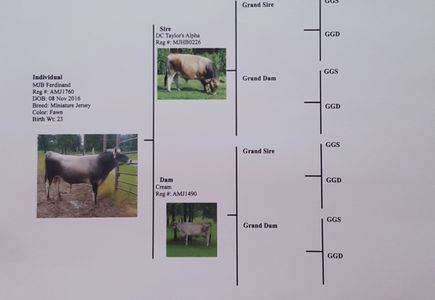 A2/A2 Miniature Jersey Bull pedigree