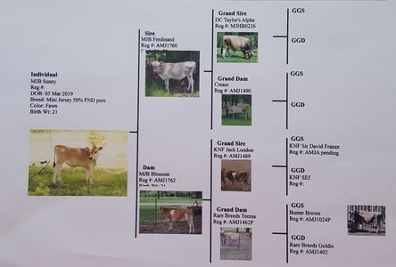 Mini Jersey Bull calf pedigree