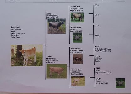 Mini Jersey calf pedigree
