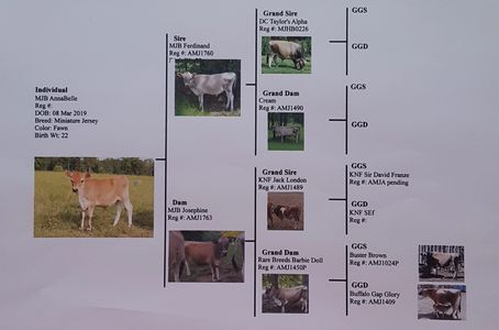 Mini Jersey cow pedigree