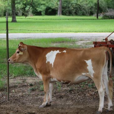 Learn more about Miniature Jersey Cows