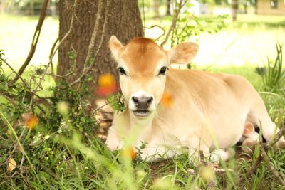 Light fawn mini Jersey calf resting by the tree