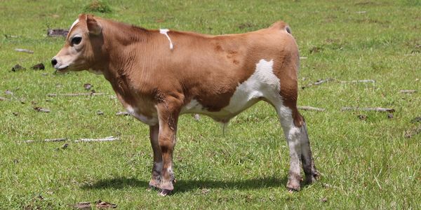 A2/A2 miniature Jersey Bull calf MJB Southern Love 
