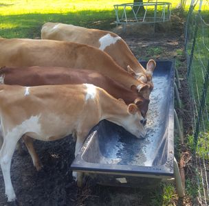 Miniature Jersey Cow eating from trough